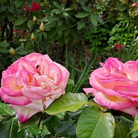 Gite 5 "Le Laurus" Aux Magnolias โอเบอนา ภายนอก รูปภาพ