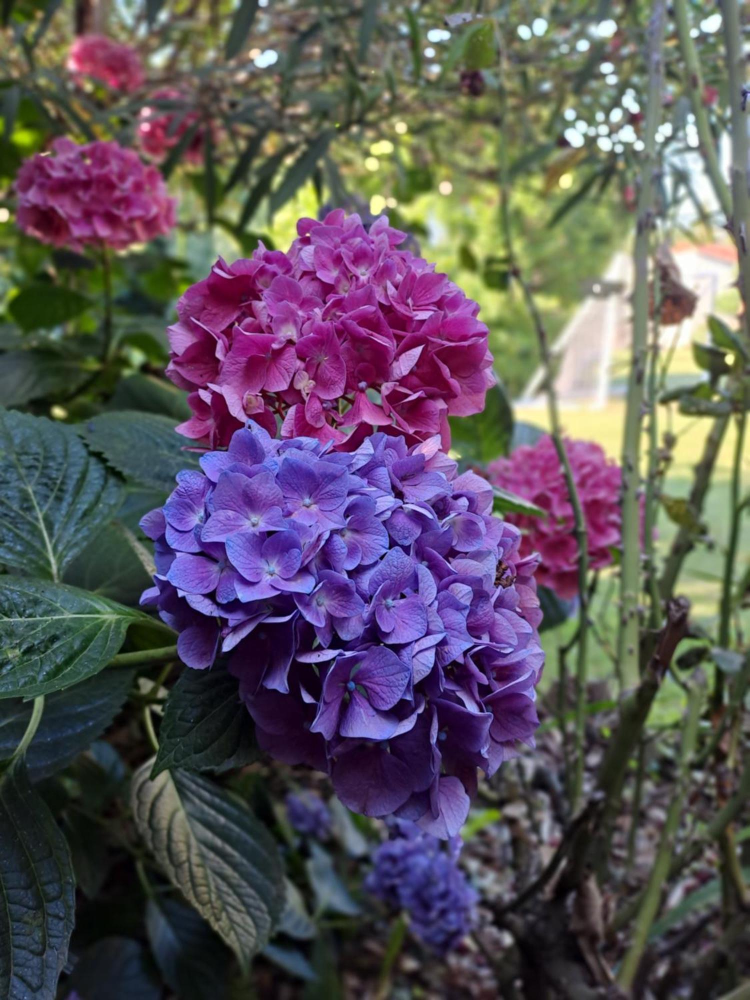 Gite 5 "Le Laurus" Aux Magnolias โอเบอนา ภายนอก รูปภาพ