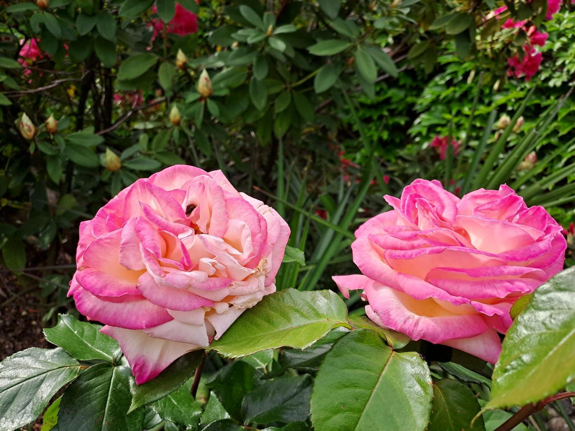 Gite 5 "Le Laurus" Aux Magnolias โอเบอนา ภายนอก รูปภาพ