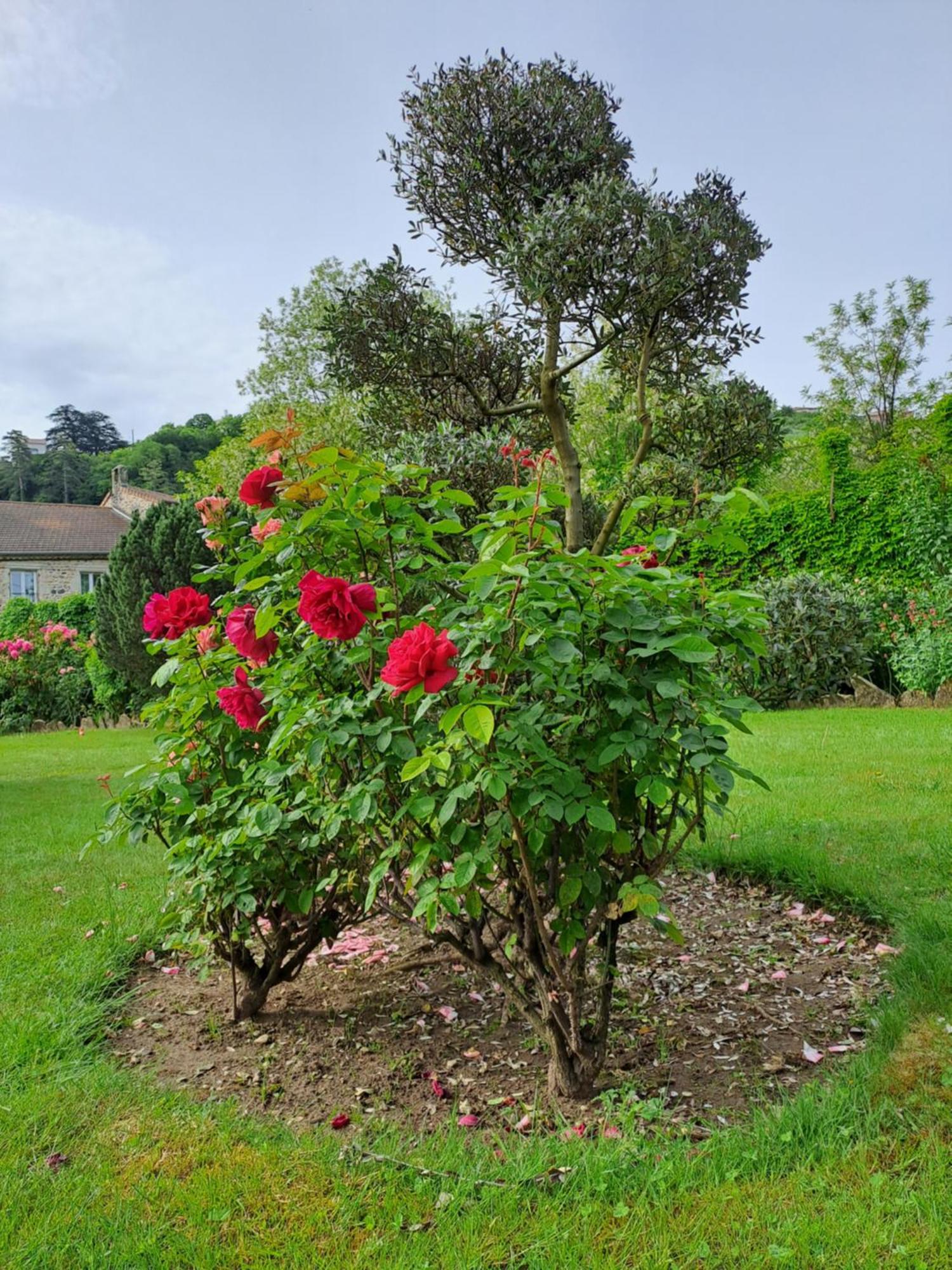 Gite 5 "Le Laurus" Aux Magnolias โอเบอนา ภายนอก รูปภาพ